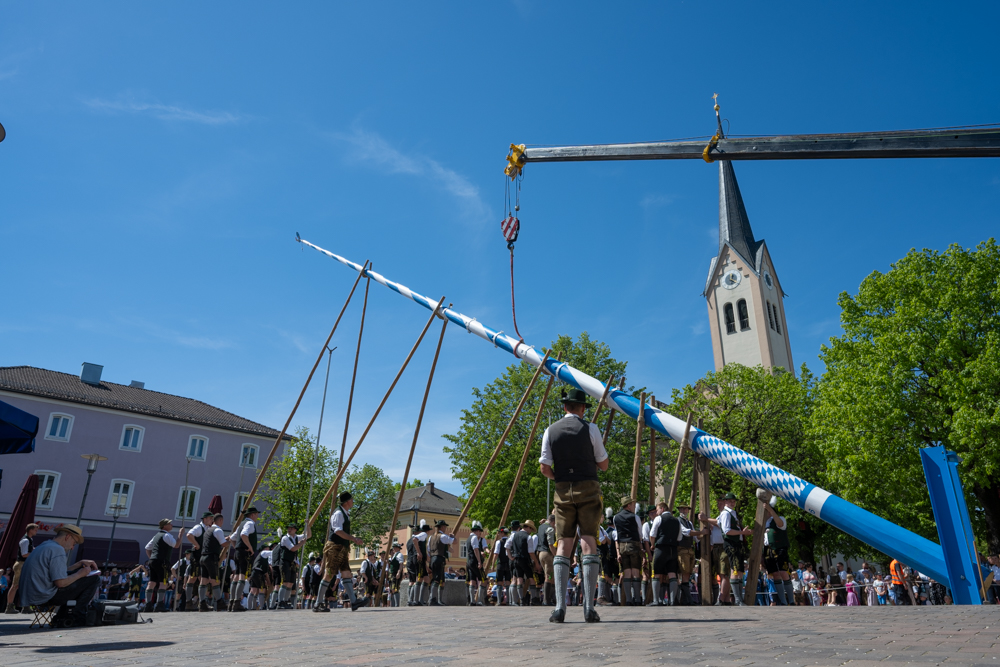 Der Maibaum wird in die Höhe gevievt